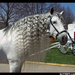 glitterfy-flpbk011402722023234.gif